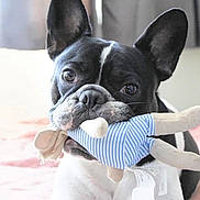 Finley Mcrae is registered to the contest to win money with this photo: animal, bed, black_and_white, blanket, canine, close_up, companion, cute, dog, domestic, ears, french_bulldog, indoor, looking, mouth, pet, playing, plush_toy, resting, toy