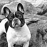 dog, french_bulldog, black_and_white, portrait, outdoor, rocks, animal, pet, ears, face, standing, canine, mammal, fur, snout, alert, looking, nature, companion, monochrome