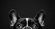 Finley Mcrae is registered to the contest to win money with this photo: alert, animal, black_and_white, canine, close_up, cute, dark_background, dog, ears, eyes, face, french_bulldog, head, looking_at_camera, monochrome, nose, pet, photography, portrait, studio