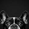 dog, french_bulldog, pet, animal, canine, portrait, close_up, face, eyes, ears, nose, black_and_white, monochrome, studio, dark_background, looking_at_camera, alert, cute, head, photography
