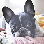 Finley Mcrae is registered to the contest to win money with this photo: bed, bedding, blanket, close_up, cozy, dog, domestic_animal, ears, french_bulldog, indoors, looking_at_camera, muzzle, paw, pet, portrait, relaxed, resting, sleepy, soft_light, whiskers