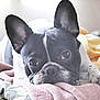 dog, french_bulldog, pet, blanket, bed, cozy, sleepy, ears, paw, muzzle, close_up, portrait, indoors, bedding, resting, whiskers, looking_at_camera, soft_light, domestic_animal, relaxed