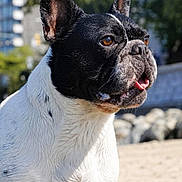 Finley Mcrae is registered to the contest to win money with this photo: alert, animal, background_blur, black_and_white, brown_eyes, canine, close_up, cute, daylight, dog, ears_up, french_bulldog, fur, muzzle, nature, outdoor, pet, portrait, sunny, tongue_out