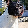 Finley Mcrae is registered to the contest to win money with this photo: alert, animal, background_blur, black_and_white, brown_eyes, canine, close_up, cute, daylight, dog, ears_up, french_bulldog, fur, muzzle, nature, outdoor, pet, portrait, sunny, tongue_out