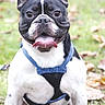 Finley Mcrae is registered to the contest to win money with this photo: animal, autumn_leaves, black_and_white, canine, closeup, dog, ears_up, french_bulldog, grass, happy, harness, leaf_litter, outdoors, pet, playful, portrait, short_muzzle, sitting, tongue_out, wrinkled_face