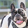 dog, french_bulldog, pet, animal, outdoor, tongue_out, happy, ears, close_up, smiling, canine, leash, black_and_white, portrait, sunlight, domestic_animal, friendly, cute, face, fur