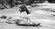 Finley Mcrae is registered to the contest to win money with this photo: animal, beach, black_and_white, canine, coast, curious, dog, french_bulldog, landscape, nature, outdoor, pet, portrait, quiet, rocks, sand, sea, stick, texture, water