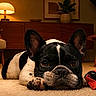 dog, french_bulldog, pet, animal, portrait, indoors, living_room, carpet, lying_down, black_and_white, large_ears, short_snout, brown_eyes, serious_expression, toy, ladybug_toy, lamp, furniture, houseplant, cozy