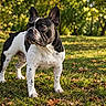 dog, french_bulldog, black_and_white, pet, animal, outdoor, park, grass, trees, sunlight, standing, portrait, short_coat, upright_ears, wrinkled_face, dark_eyes, fallen_leaves, nature, canine, photography