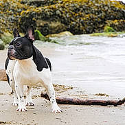 Finley Mcrae is registered to the contest to win money with this photo: dog, french_bulldog, beach, sand, rock, seaweed, water, shoreline, animal, outdoor, pet, canine, alert, black_and_white, nature, stick, daylight, mammal, standing, quiet