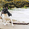 dog, french_bulldog, beach, sand, rock, seaweed, water, shoreline, animal, outdoor, pet, canine, alert, black_and_white, nature, stick, daylight, mammal, standing, quiet