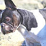 dog, bulldog, french_bulldog, black_and_white, pet, canine, close_up, portrait, outdoors, rocky_beach, sand_on_muzzle, ears, wrinkles, short_muzzle, fur, staring, profile, sunlight, snout, compact_body