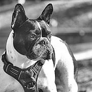 Finley Mcrae joined the competition — help win amazing prizes! dog, french_bulldog, black_and_white, outdoor, pet, animal, canine, close_up, portrait, harness, ears, short_hair, muzzle, alert, side_view, walking, nature, daylight, focused, companion