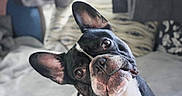 Finley Mcrae joined the competition — help win amazing prizes! animal, black_and_white, close_up, companion, cozy, curious, cute, dog, domestic_animal, ears, expression, face, french_bulldog, fur, head_tilt, indoor, living_room, pet, pillow, portrait