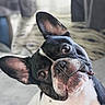 Finley Mcrae joined the competition — help win amazing prizes! animal, black_and_white, close_up, companion, cozy, curious, cute, dog, domestic_animal, ears, expression, face, french_bulldog, fur, head_tilt, indoor, living_room, pet, pillow, portrait