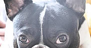 Finley Mcrae is registered to the contest to win money with this photo: animal, black_and_white, blanket, close_up, cozy, cute, dog, ears, expression, face, french_bulldog, fur, indoor, looking, paw, pet, portrait, resting, snout, soft_light