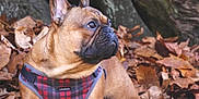 Norbert joined the competition — help win amazing prizes! animal, autumn, brown_dog, canine, closeup, daylight, dog, fall, french_bulldog, fur, leaves, looking_away, mammal, nature, outdoor, pet, plaid_harness, portrait, sitting, tree_bark