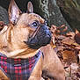 animal, autumn, brown_dog, canine, closeup, daylight, dog, fall, french_bulldog, fur, leaves, looking_away, mammal, nature, outdoor, pet, plaid_harness, portrait, sitting, tree_bark