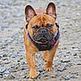 Norbert is registered to the contest to win money with this photo: animal, boxer, bulldog, canine, dog, frenchbulldog, pebble, pet, pitbull, pug, puppy, rock, snout, soil