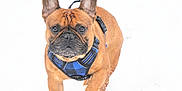 Norbert is registered to the contest to win money with this photo: accessories, animal, belt, boxer, bulldog, canine, clothing, dog, frenchbulldog, goggles, harness, leash, lifejacket, pet, pitbull, policedog, pug, puppy, snout, vest
