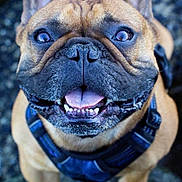 Norbert is registered to the contest to win money with this photo: animal, black_muzzle, brown_fur, canine, close_up, companion, cute, dog, four_legs, french_bulldog, friendly, happy, harness, looking_up, outdoor, pet, playful, portrait, smiling, tongue_out