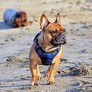 Norbert is registered to the contest to win money with this photo: dog, french_bulldog, beach, sand, harness, pet, animal, outdoor, canine, walking, nature, daylight, brown, ears, snout, alert, standing, closeup, background_blur, log