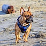 dog, french_bulldog, beach, sand, harness, pet, animal, outdoor, canine, walking, nature, daylight, brown, ears, snout, alert, standing, closeup, background_blur, log