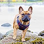 animal, brown_dog, calm, closeup, daylight, dog, focused, french_bulldog, harness, mammal, nature, outdoor, pet, portrait, rock, scenic, seaweed, shore, walking, water