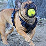 french_bulldog, dog, tennis_ball, sand, black_harness, pet, outdoor, animal, playful, mouth, ears, paw, running, close_up, active, nature, rock, canine, fur, companion