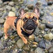 Bernard is registered to the contest to win money with this photo: animal, black, brown, closeup, curious, cute, daylight, dog, ears, french_bulldog, fur, harness, leash, nature, outdoor, pet, portrait, rocky_shore, snout, standing