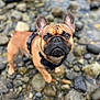 dog, french_bulldog, pet, animal, outdoor, rocky_shore, closeup, brown, black, fur, ears, snout, leash, harness, cute, curious, portrait, standing, nature, daylight