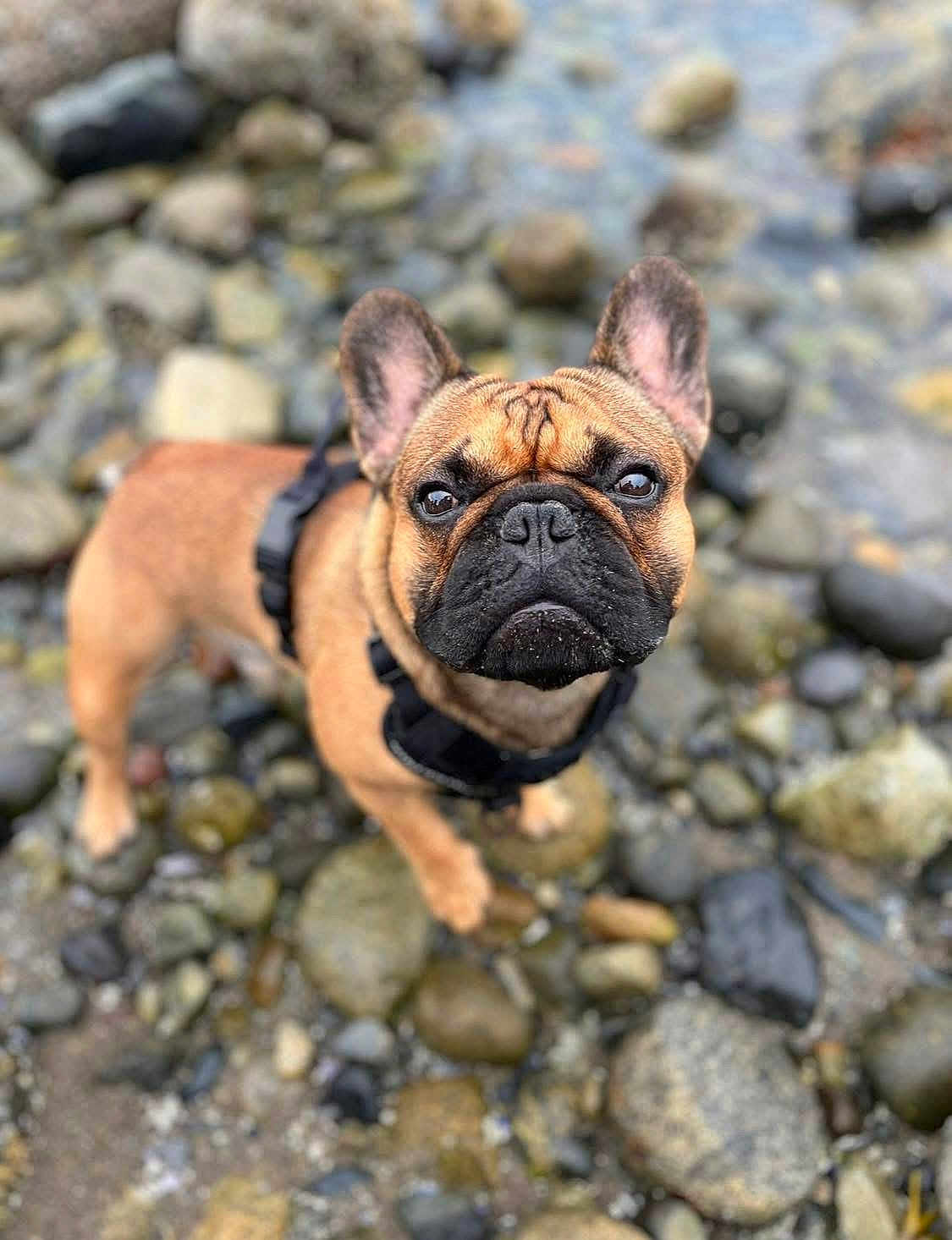 Bernard