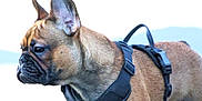 Bernard joined the competition — help win amazing prizes! animal, blurred_background, brown, canine, close_up, companion, dog, domestic_animal, ears, french_bulldog, fur, harness, leash, muzzle, outdoor, pet, portrait, profile, side_view, snout