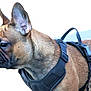 dog, french_bulldog, close_up, profile, side_view, brown, pet, canine, animal, harness, outdoor, blurred_background, ears, snout, fur, portrait, domestic_animal, muzzle, leash, companion
