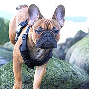 Bernard is registered to the contest to win money with this photo: dog, french_bulldog, canine, pet, animal, outdoor, rock, moss, water, harness, ears, portrait, nature, closeup, mammal, standing, alert, cute, fur, expression
