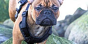 Bernard is registered to the contest to win money with this photo: alert, animal, canine, closeup, cute, dog, ears, expression, french_bulldog, fur, harness, mammal, moss, nature, outdoor, pet, portrait, rock, standing, water