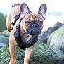 dog, french_bulldog, canine, pet, animal, outdoor, rock, moss, water, harness, ears, portrait, nature, closeup, mammal, standing, alert, cute, fur, expression