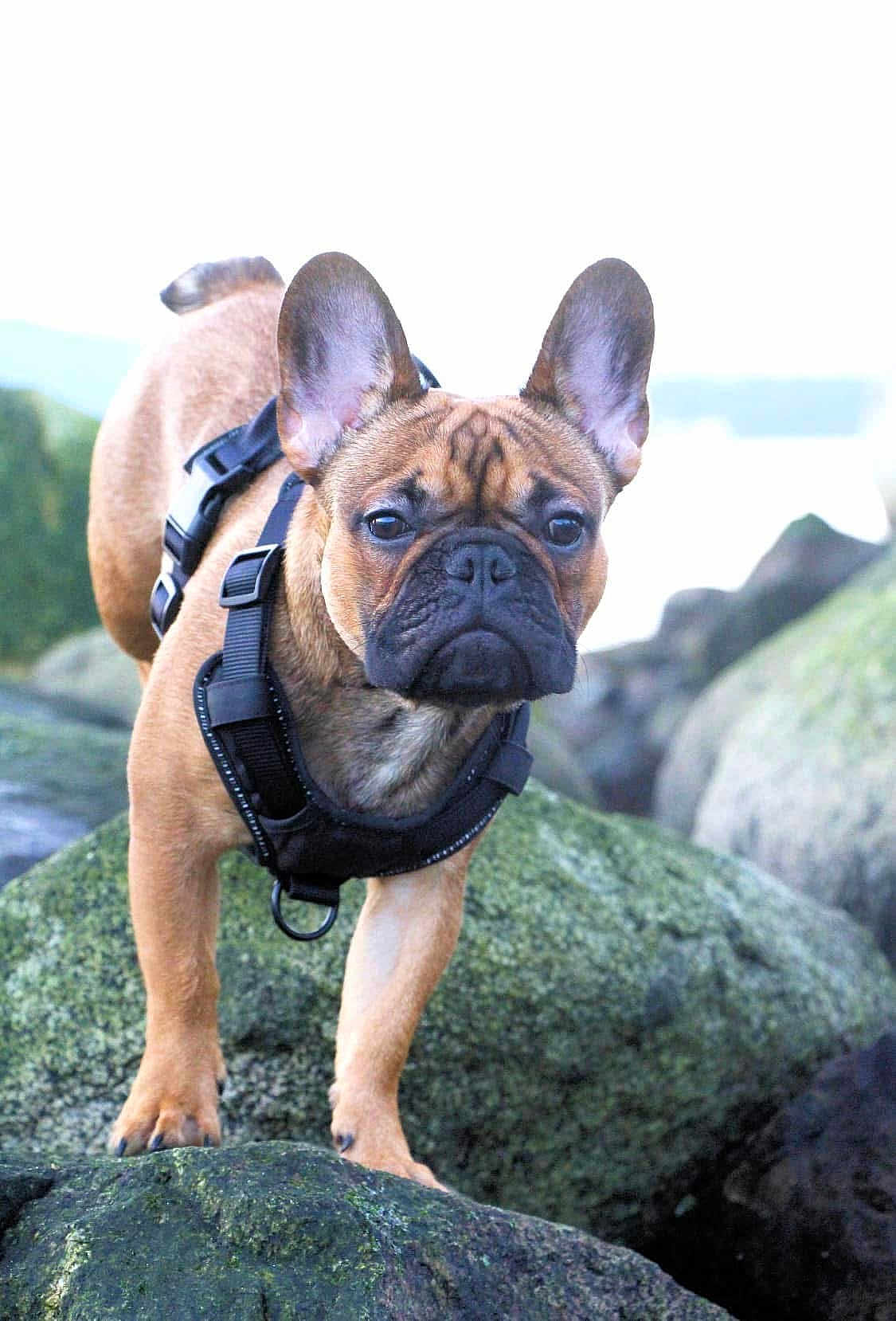 Bernard is registered to the contest to win money with this photo: dog, french_bulldog, canine, pet, animal, outdoor, rock, moss, water, harness, ears, portrait, nature, closeup, mammal, standing, alert, cute, fur, expression