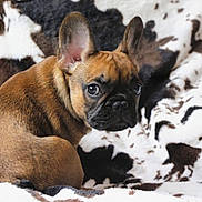 Bernard joined the competition — help win amazing prizes! animal, black_mask, blanket, brown_fur, companion, cow_pattern, cozy, cute, dog, ears, french_bulldog, fur, indoor, looking_back, pet, puppy, resting, small_dog, snout, young