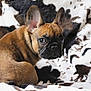 french_bulldog, puppy, dog, pet, brown_fur, black_mask, ears, blanket, cow_pattern, cozy, cute, young, animal, indoor, fur, small_dog, looking_back, resting, snout, companion