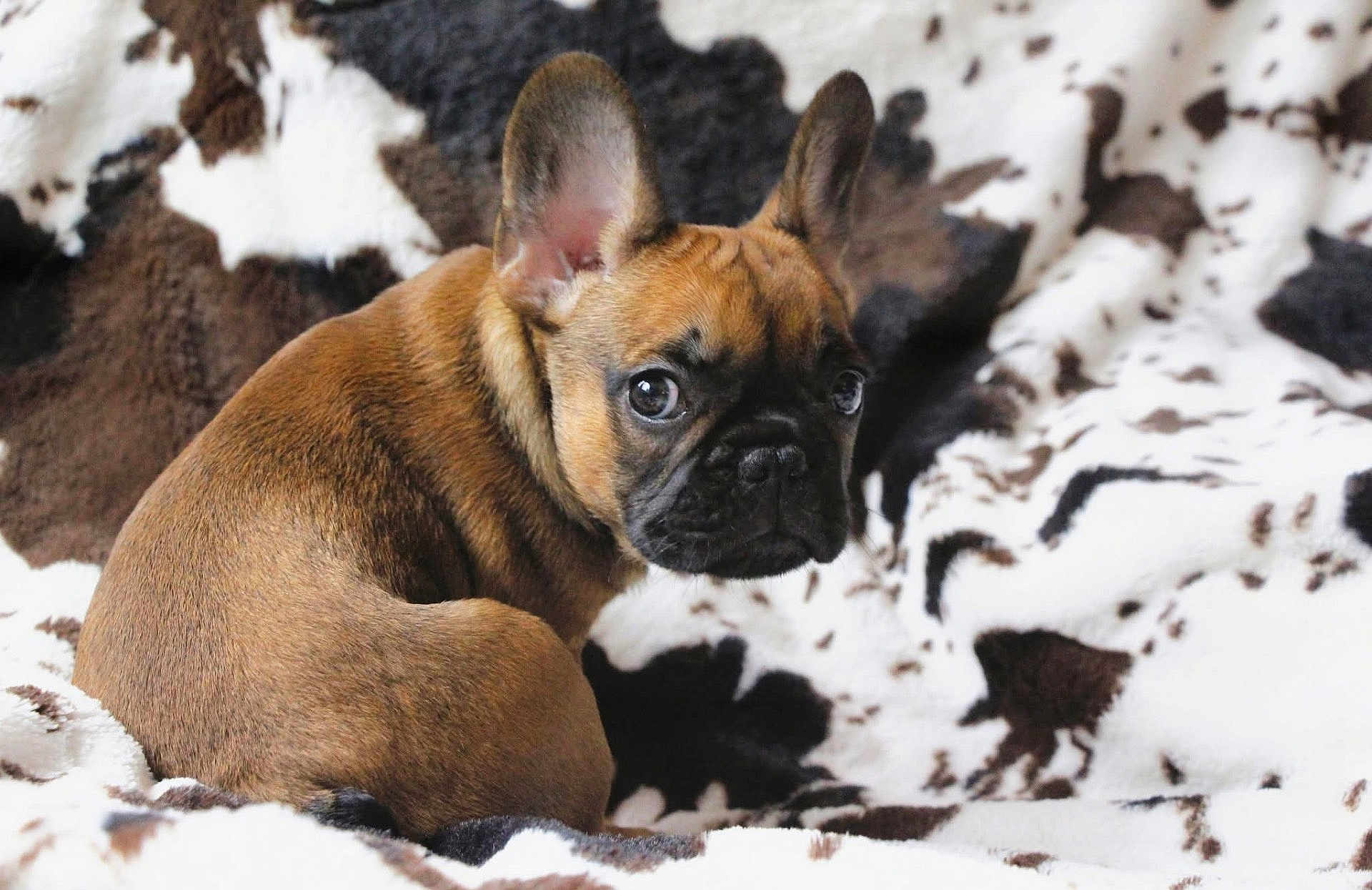 Bernard