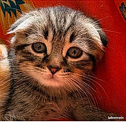 Nox participe au concours pour gagner de l'argent avec cette photo : kitten, cat, tabby, close_up, portrait, pet, animal, fur, whiskers, cute, eyes, indoor, resting, red_background, young, small, feline, domestic_animal, soft, curious