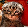 animal, cat, close_up, curious, cute, domestic_animal, eyes, feline, fur, indoor, kitten, pet, portrait, red_background, resting, small, soft, tabby, whiskers, young