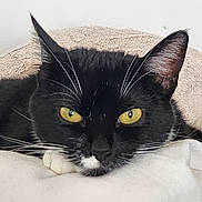 Fleur participe au concours pour gagner de l'argent avec cette photo : cat, tuxedo_cat, yellow_eyes, close_up, resting, pet, feline, whiskers, black_and_white, indoor, cozy, soft_texture, animal, cute, portrait, face, fur, relaxed, domestic_cat, lying_down