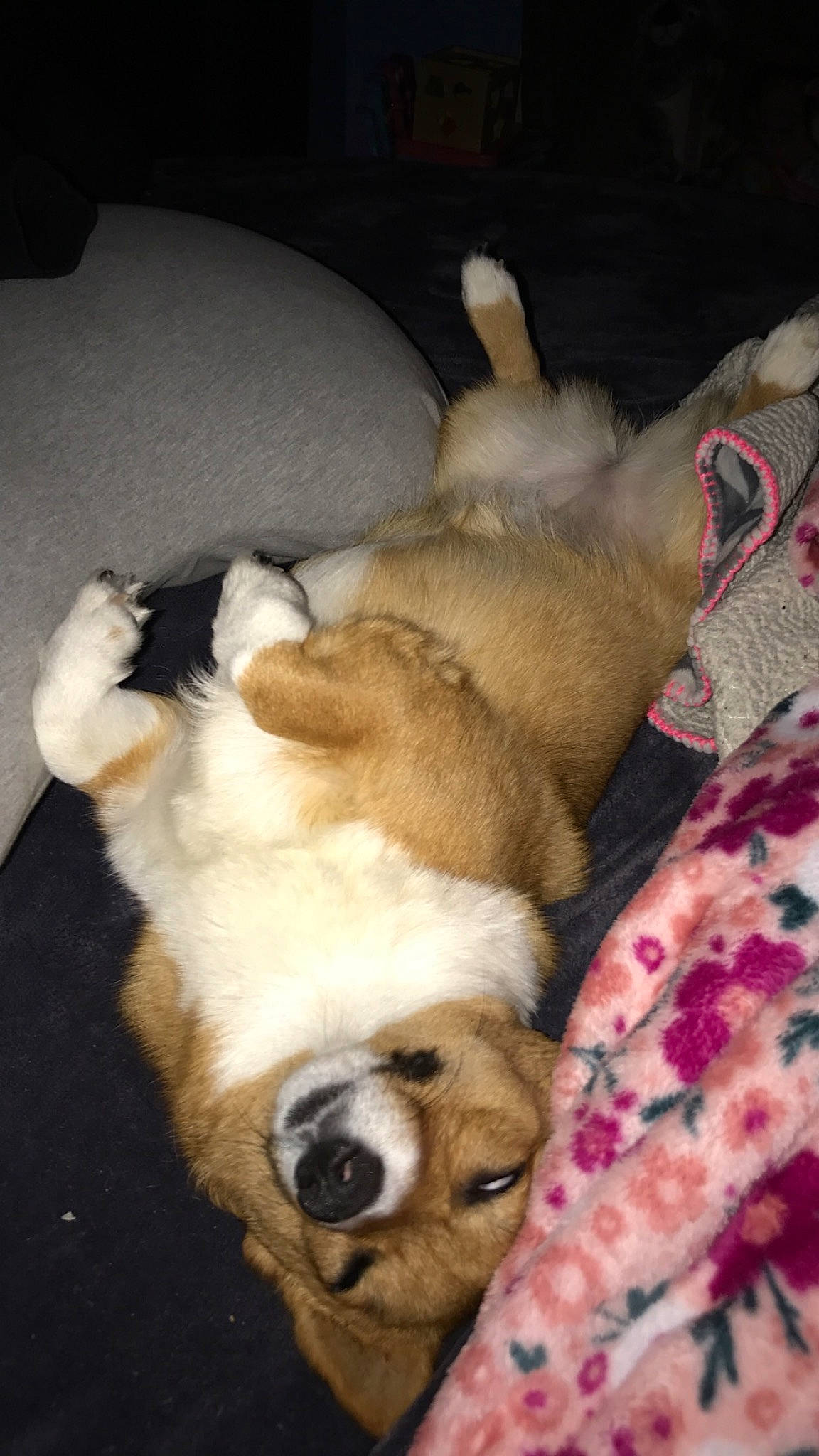 Annie is registered to the contest to win money with this photo: carnivore, comfort, companion_dog, couch, dog, dog_bed, dog_breed, dog_supply, fur, linens, non_sporting_group, paw, puppy, puppy_love, tail, terrestrial_animal, toy_dog, watch, whiskers, working_animal