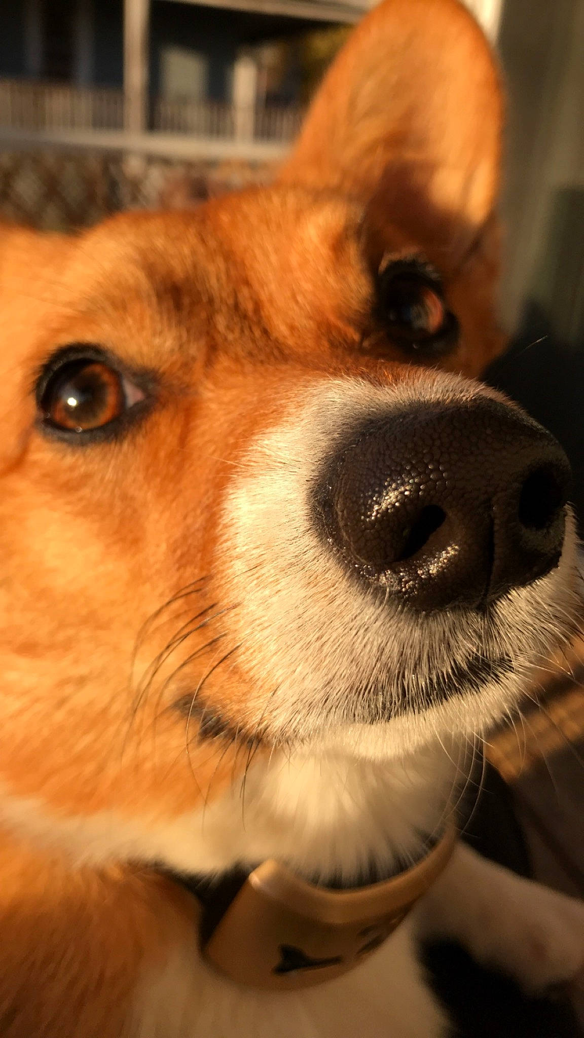 Annie is registered to the contest to win money with this photo: ancient_dog_breeds, canidae, carnivore, close_up, collar, companion_dog, dog, dog_breed, ear, fawn, fur, herding_dog, nose, puppy, snout, sporting_group, terrestrial_animal, whiskers, working_animal, working_dog