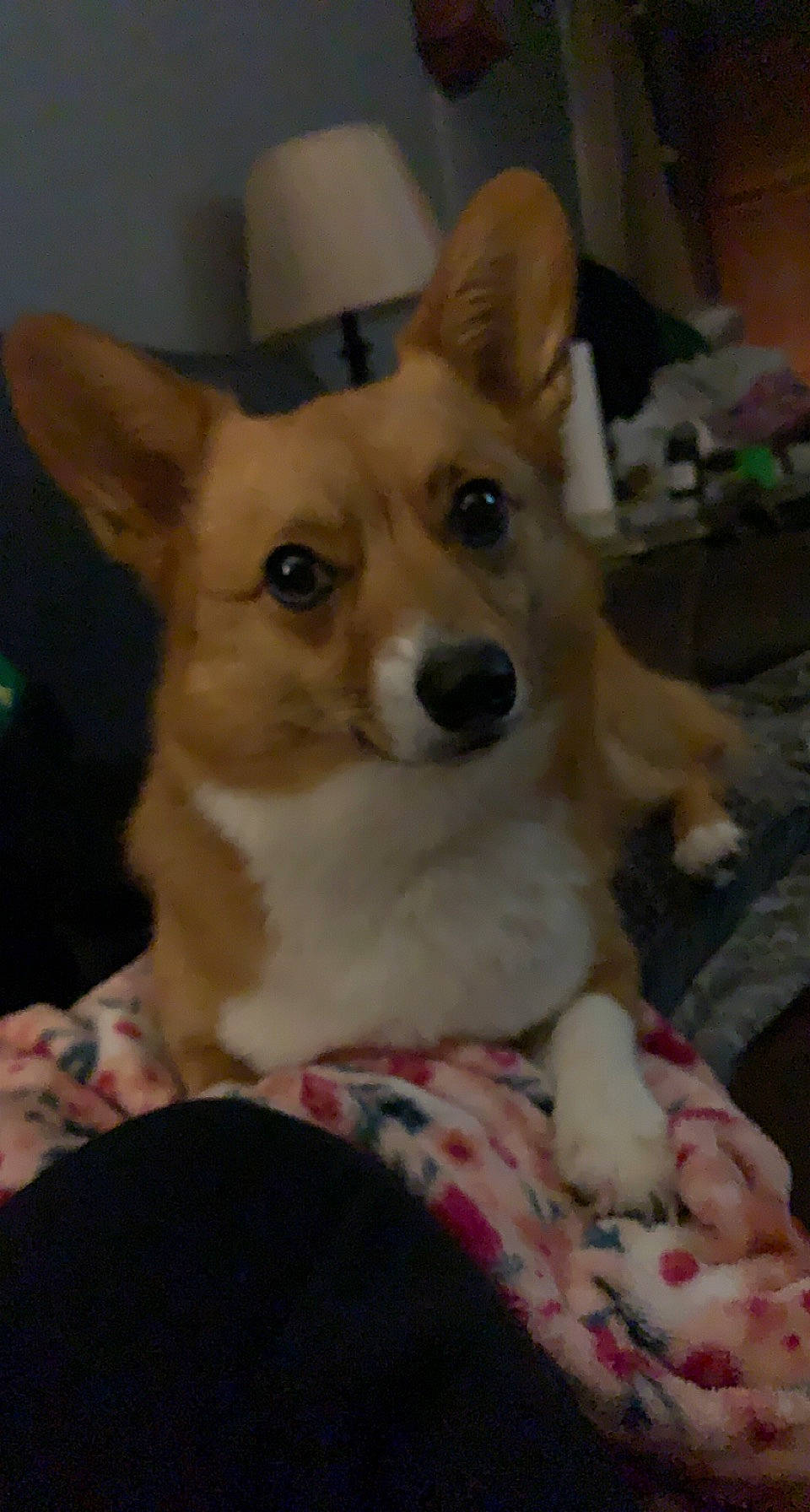 Annie is registered to the contest to win money with this photo: ancient_dog_breeds, canidae, carnivore, companion_dog, dog, dog_breed, ear, fawn, flooring, fur, non_sporting_group, snout, sporting_group, terrestrial_animal, whiskers, working_animal, working_dog