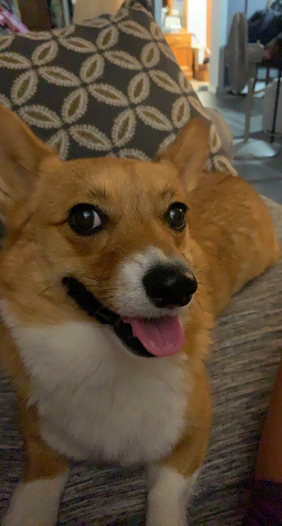 Annie is registered to the contest to win money with this photo: canidae, carnivore, chair, companion_dog, couch, dog, dog_breed, dog_supply, door, fawn, flooring, fur, hat, snout, sporting_group, terrestrial_animal, watch, whiskers, wood, working_animal