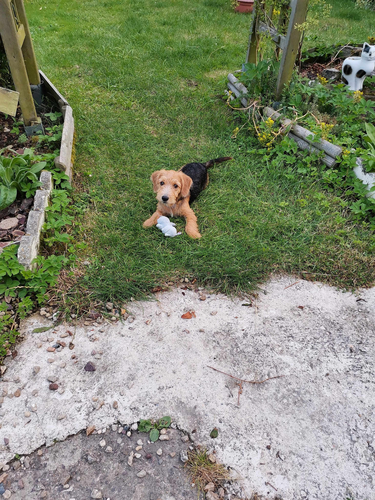 Stella