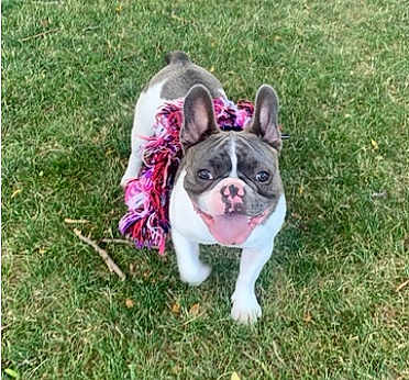Frankie
